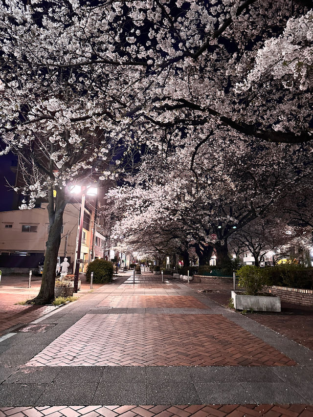 〜神奈川県〜桜と岡本太郎アート作品😳