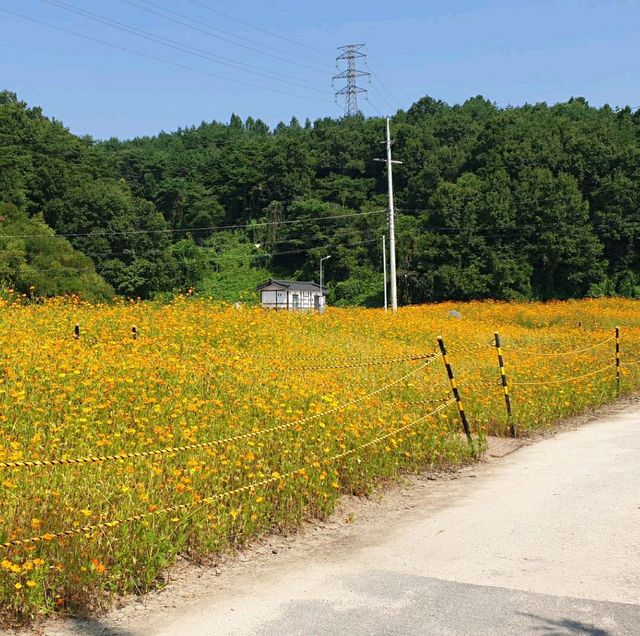 8월의 노란 천국, 영주 무섬마을 황화 코스모스