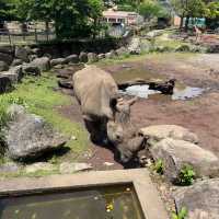 【静岡】小動物以外も触れ合える動物園！