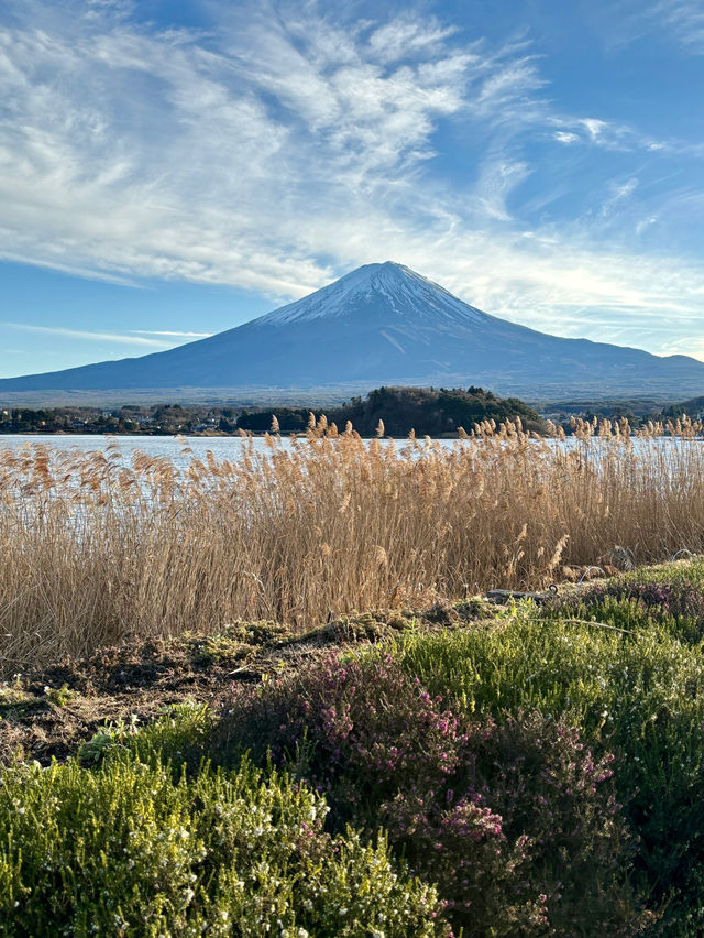 Oishi Park 