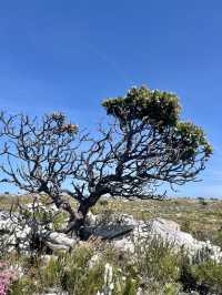 🥾 Hike the Trails of Cape of Good Hope National Park 🌍