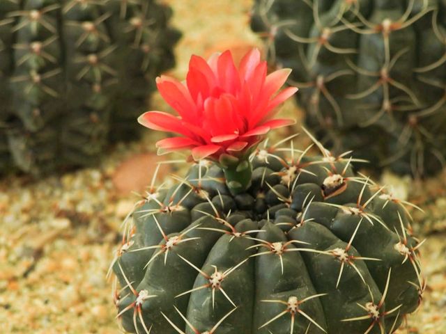 สวนกระบองเพชร จ.สุพรรณบุรี