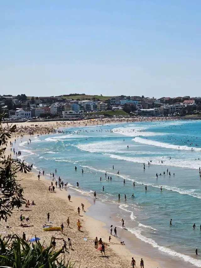 시드니 🇦🇺 많은 사람들이 사랑하는 해변 ⛱️
