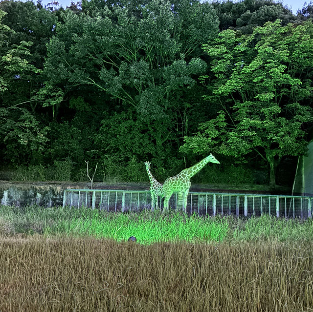 夜遊東山動物園，專屬夜晚的野性與浪漫