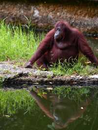 珍しい動物がたくさん！【ロッカウィ動物園】