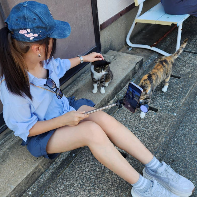 「福岡貓島：200隻流浪貓咪的夢幻樂園，治愈系目的地等你來！」
