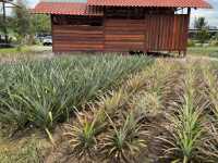 NICTAR PINEAPPLE PARK