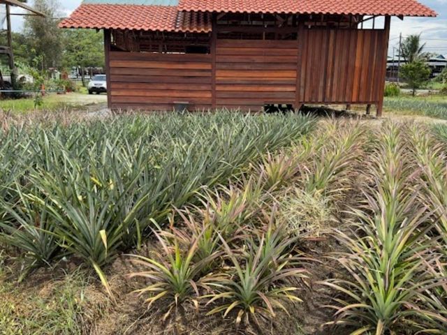 NICTAR PINEAPPLE PARK