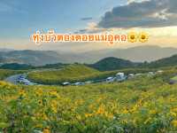 ทุ่งบัวตองดอยแม่อูคอ🌼🌼