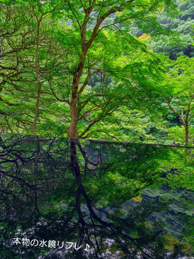 青もみじのリフレクションに酔いしれる【嵐山 祐斎亭】