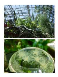 📍牧野植物園/高知