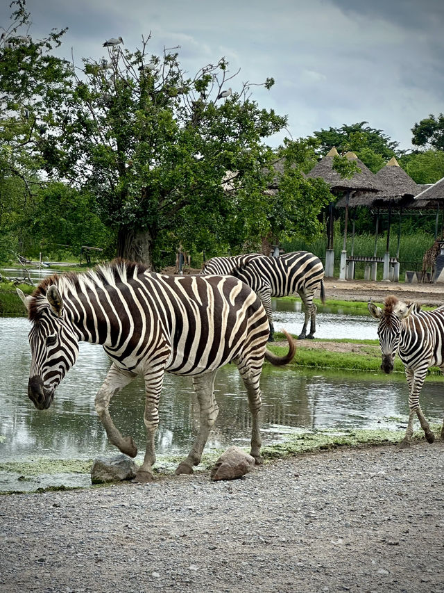 สวนสัตว์เปิด…🦏 เพลิดเพลินทั้งคนและสัตว์ 🦓