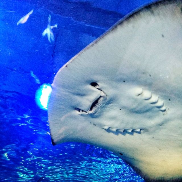 🇲🇾 Underwater Wonders: Exploring Aquaria KLCC