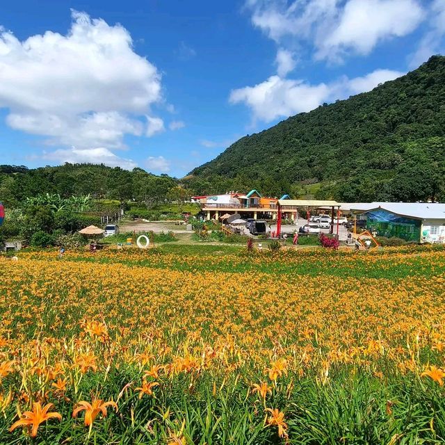 夏末限定，金色山脈充滿