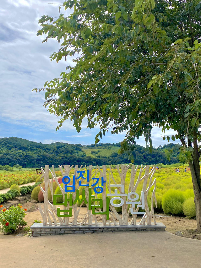 몽글몽글 귀여운 댑싸리가 가득한 가을 명소 🌳임진강 댑싸리공원