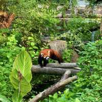 🌎廣州動物園～可愛動物世界🌎