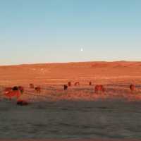 Dunes & Sunsets: Gobi Desert Adventures