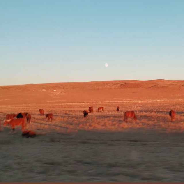 Dunes & Sunsets: Gobi Desert Adventures