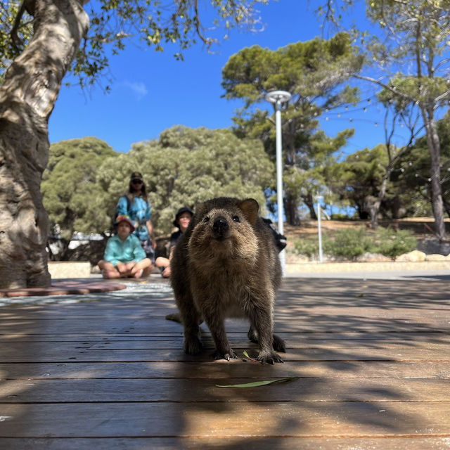 世界一幸せな動物