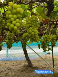 【群馬県/沼田】原田農園で秋の味覚を楽しむ🍇