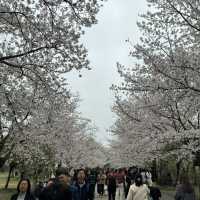 Hidden Gem for Cherry Blossom - WuXi, China 