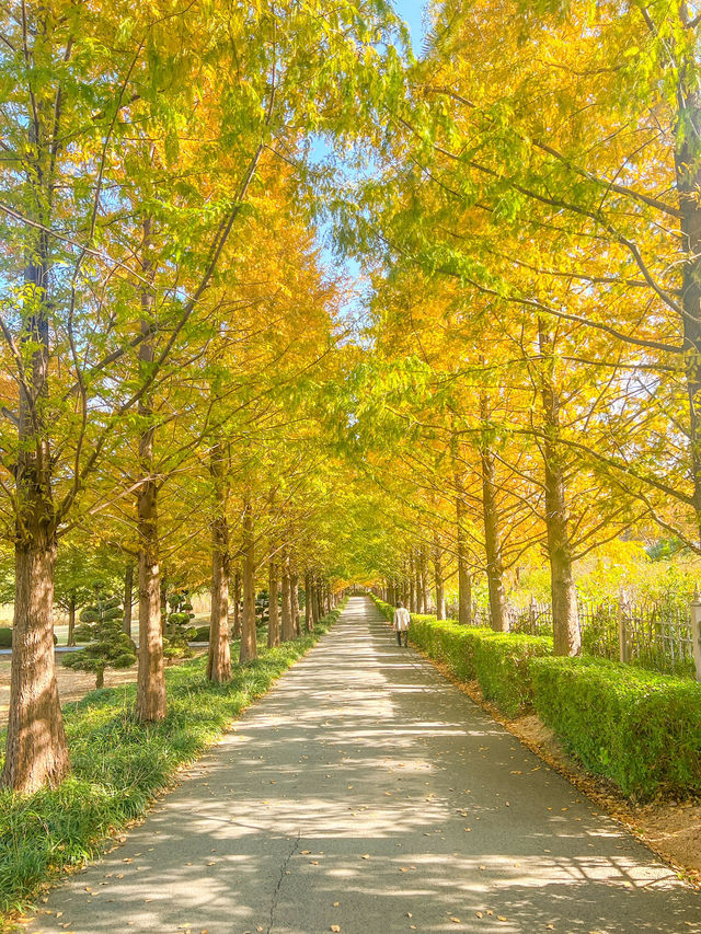단풍 시즌 가야할 부산 단풍 명소 모음💛