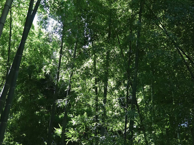【鎌倉市】鎌倉にある竹林報国寺🎋