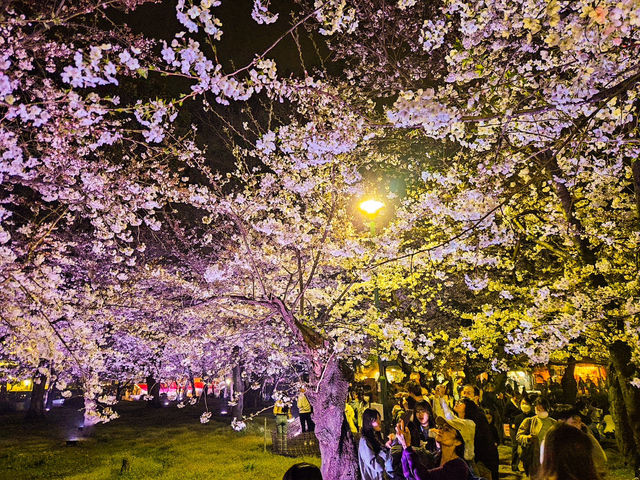 【愛知】絶景！桜の名所🌸名古屋の鶴舞公園