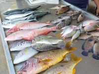 ตลาดทะเลสดหาดราไวย์ จ.ภูเก็ต
