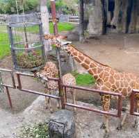 台灣最大的動物園 — 臺北市立動物園🐾