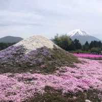 【山梨】富士芝桜まつり