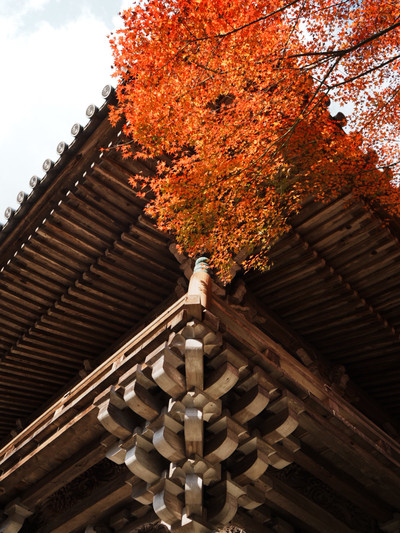Hiroshima Tourism] Miyajima Daisho-in Temple, surrounded by solemn