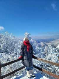 한국의 삿포로 평창으로 가야하는 이유❄️