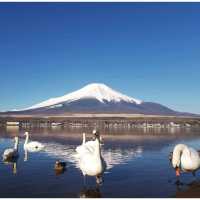ปั่นจักรยานชิลๆ @ Yamanakako Lake