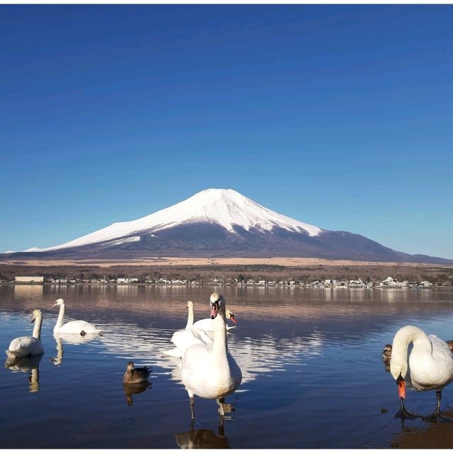 ปั่นจักรยานชิลๆ @ Yamanakako Lake