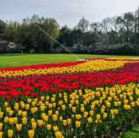 Taiziwan Park - The best place for Tulips in Hangzhou