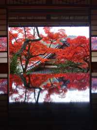 【紅葉特集】映えが止まらない😍紅葉期間の限定公開も✨花手水発祥の地で見る紅葉🍁 