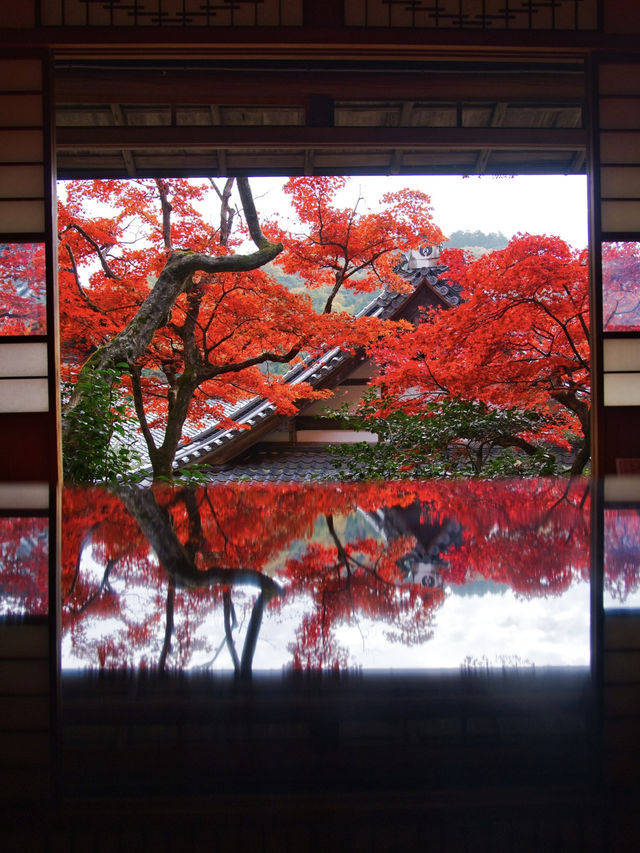 【紅葉特集】映えが止まらない😍紅葉期間の限定公開も✨花手水発祥の地で見る紅葉🍁 