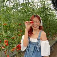 ขอนแก่น ฟาร์มมิสเตอร์คอร์น🍅✨
