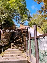 【静岡県/伊豆　紅葉🍁を眺めながら楽しめるキャンプ施設】