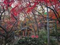 The magnificient autumn foliage at Gilsangsa