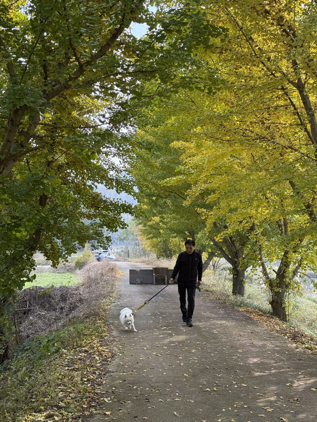 노랗게 물들어가는 중인 낭성면 은행나무길💛