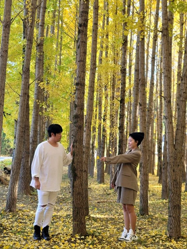 동화같은 은행나무마을이 있는 경주💛