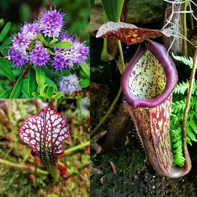 Exploring the Royal Botanic Garden, a wholeheartedly relaxation and peaceful escape!