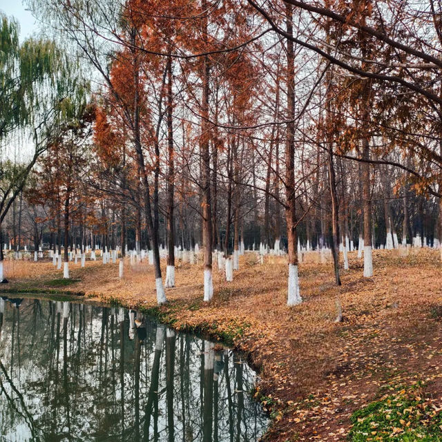 ～華發水郡省級濕地～秋色仙境濕地～