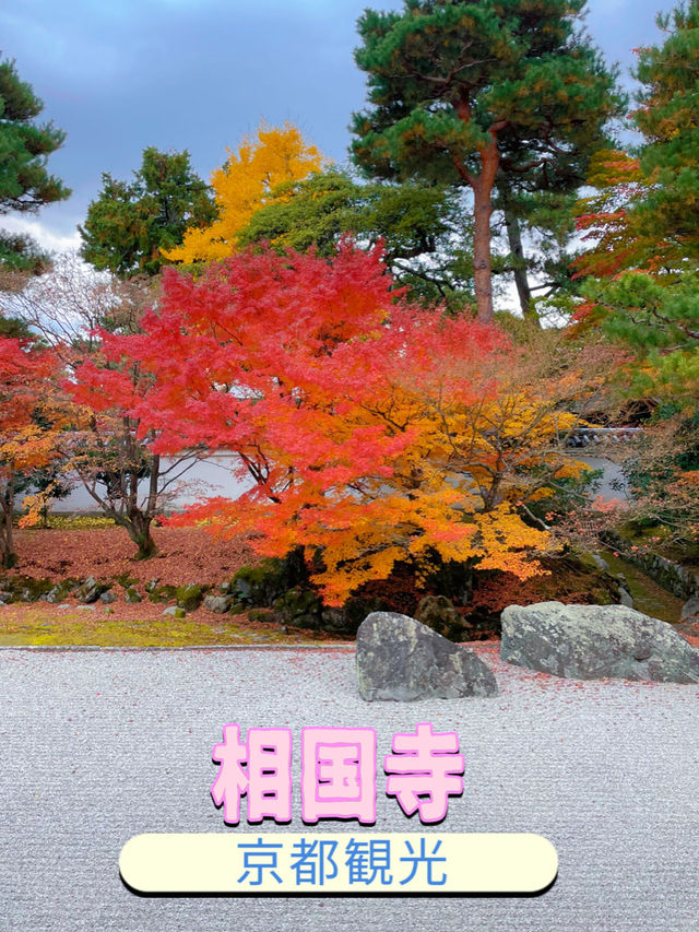 京都観光😊必見の蟠龍図🐉と秋の紅葉🍁