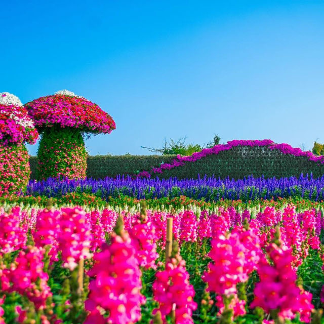   สวนเมเปิ้ล สวนดอกไม้ที่กำลังบานสวยวิวสุดอลังการ