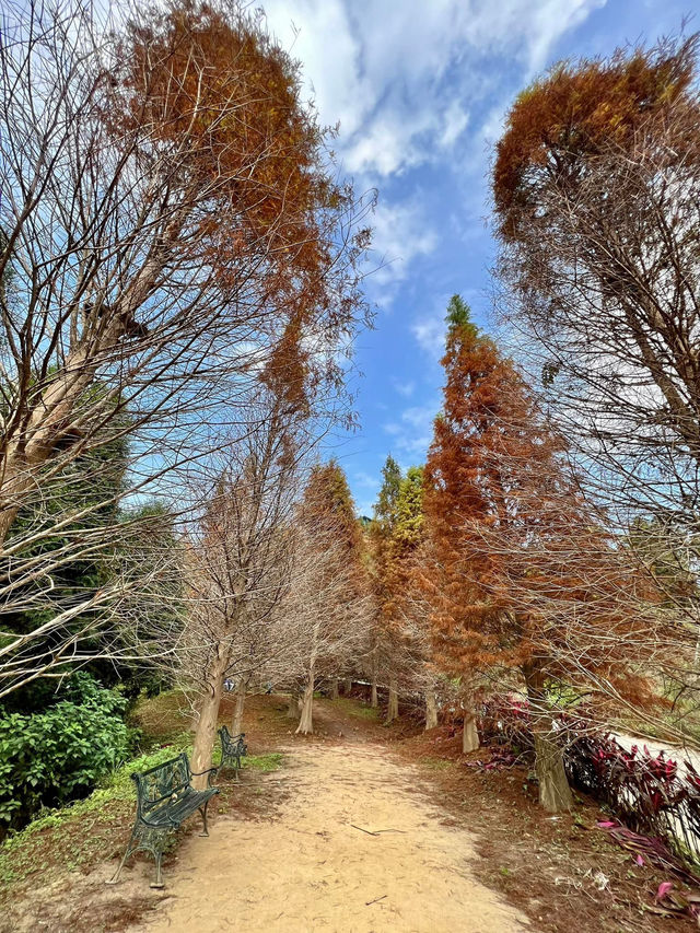 苗栗夢幻漸層落羽松