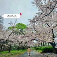 จุดชมซากุระในเมือง Fukuoka