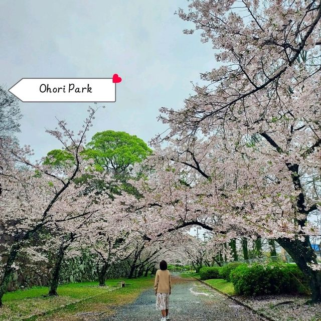 จุดชมซากุระในเมือง Fukuoka